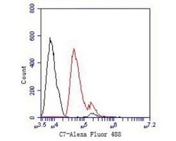 Complement C7 Antibody (15D1), Novus Biologicals 100 uL; Unconjugated:Antibodies,
