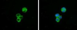 Complement Component C1qA Antibody, Novus Biologicals 100 &mu;g; Unconjugated:Antibodies,