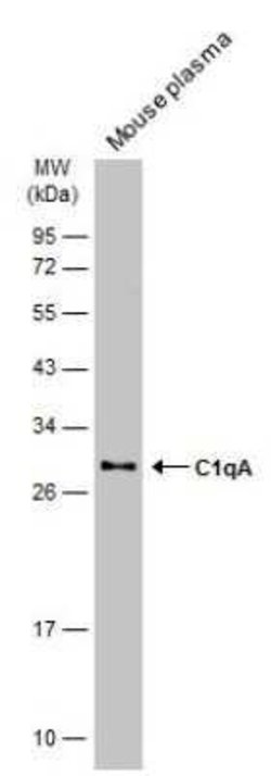 Complement Component C1qA Antibody, Novus Biologicals 100 &mu;g; Unconjugated:Antibodies,