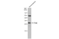 Complement Component C1qA Antibody, Novus Biologicals 100 &mu;g; Unconjugated:Antibodies,