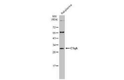 Complement Component C1qA Antibody, Novus Biologicals 100 &mu;g; Unconjugated:Antibodies,