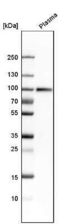 Complement Component C1s Antibody, Novus Biologicals 25 &mu;L; Unconjugated:Antibodies,