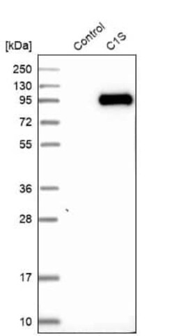 Complement Component C1s Antibody, Novus Biologicals 25 &mu;L; Unconjugated:Antibodies,