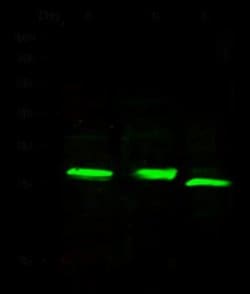 Complement Factor D/Adipsin Rabbit anti-Mouse, Clone: 104, Novus Biologicals:Antibodies:Primary