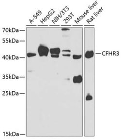 Complement Factor H-related 3/CFHR3 Antibody - BSA Free, Novus Biologicals:Antibodies:Primary