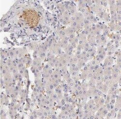 Complement Factor I Antibody, Novus Biologicals 0.1 mL; Unconjugated:Antibodies,