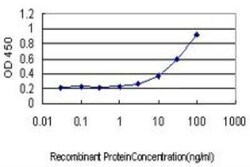 Connexin 30.3/GJB4 Antibody (1E3-1C12), Novus Biologicals 0.1 mg | Buy Online | Novus Biologicals | Fisher Scientific