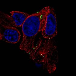 Connexin 30/GJB6 Antibody (CL4540), Novus Biologicals 100&mu;L:Antibodies,