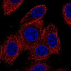 Connexin 30/GJB6 Antibody (CL4540), Novus Biologicals 100&mu;L:Antibodies,