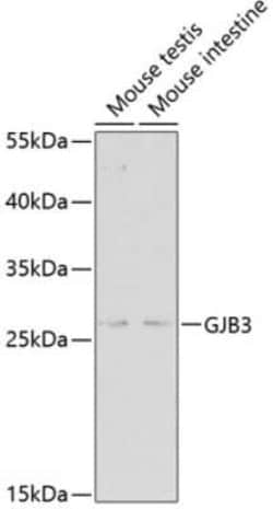Connexin 31/GJB3 Antibody - Azide and BSA Free, Novus Biologicals 0.02