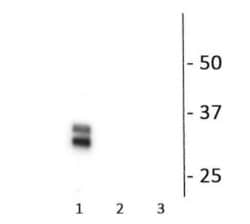 Connexin 35/36 Rabbit anti-Mouse, Fish, Rabbit, Polyclonal, Novus Biologicals 25 &mu;g | Buy Online | Bio-Techne | Fisher Scientific