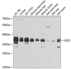 Connexin 36/GJD2 Antibody - BSA Free, Novus Biologicals 0.1 mL, Unconjugated:Antibodies,