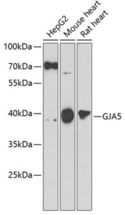 Connexin 40/GJA5 Antibody - BSA Free, Novus Biologicals 0.1 mL, Unconjugated:Antibodies,