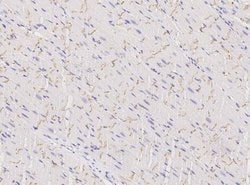 Connexin 43/GJA1 Rabbit anti-Human, Clone: 105, Novus Biologicals 50 &mu;g;