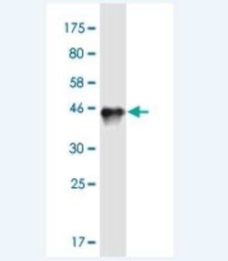 Connexin 50/GJA8 Antibody (8A10), Novus Biologicals 100 &mu;g | Buy Online | Novus Biologicals | Fisher Scientific