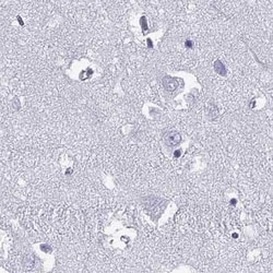 Connexin 50/GJA8 Antibody, Novus Biologicals 100 &mu;g; Unconjugated:Antibodies,