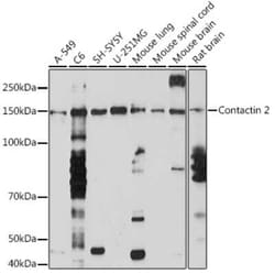 Contactin-2/TAG1 Rabbit anti-Human, Mouse, Rat, Clone: 4R2S3, Novus Biologicals 20 &mu;g | Buy Online | Novus Biologicals | Fisher Scientific