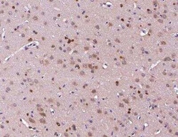 Contactin-3 Rabbit anti-Rat, Polyclonal, Novus Biologicals 100 &mu;g; Unconjugated:Antibodies,