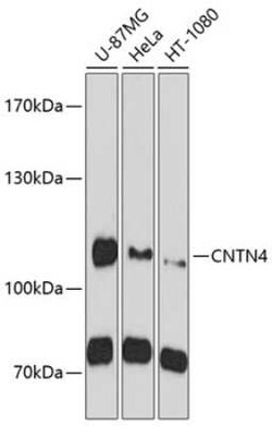 Contactin-4 Antibody - BSA Free, Novus Biologicals:Antibodies:Primary Antibodies