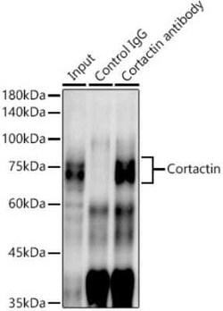 Cortactin Rabbit anti-Human, Mouse, Rat, Clone: 2W5H9, Novus Biologicals