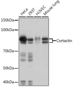 Cortactin Rabbit anti-Human, Mouse, Rat, Clone: 2W5H9, Novus Biologicals
