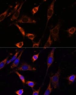 Creatine kinase MT 1B Antibody - Azide and BSA Free, Novus Biologicals