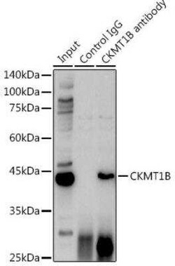 Creatine kinase MT 1B Antibody - Azide and BSA Free, Novus Biologicals