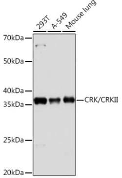 Crk Rabbit anti-Human, Mouse, Clone: 4Y2C2, Novus Biologicals 20 &mu;g | Buy Online | Novus Biologicals | Fisher Scientific