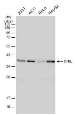CrkL Antibody (GT466), Novus Biologicals 100 &mu;g | Buy Online | Novus Biologicals | Fisher Scientific