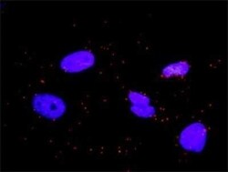 CrkL Antibody (4B5), Novus Biologicals 0.1 mg | Buy Online | Novus Biologicals | Fisher Scientific