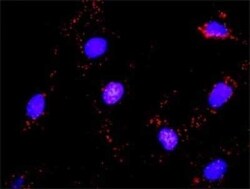 CrkL Antibody (4B5), Novus Biologicals 0.1 mg | Buy Online | Novus Biologicals | Fisher Scientific
