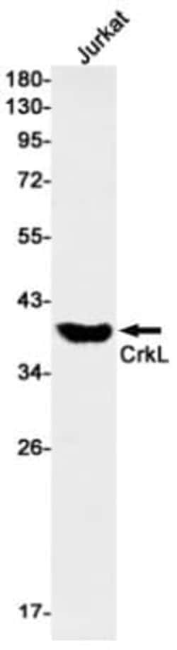 CrkL Antibody (S02-3D8), Novus Biologicals:Antibodies:Primary Antibodies