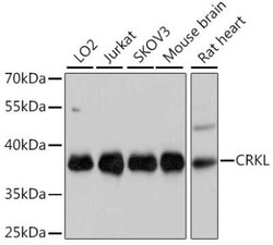 CrkL Antibody - Azide and BSA Free, Novus Biologicals 0.02 mL, Unconjugated:Antibodies,