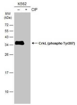 CrkL, p Tyr207 Antibody, Novus Biologicals 100 &mu;g | Buy Online | Novus Biologicals | Fisher Scientific