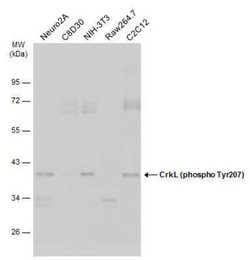 CrkL, p Tyr207 Antibody, Novus Biologicals 100 &mu;g | Buy Online | Novus Biologicals | Fisher Scientific