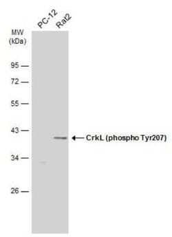 CrkL, p Tyr207 Antibody, Novus Biologicals 100 &mu;g | Buy Online | Novus Biologicals | Fisher Scientific