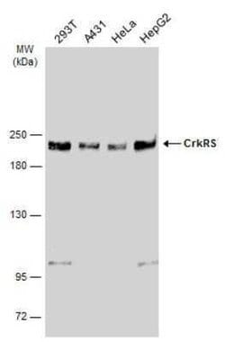 CrkRS Antibody, Novus Biologicals 100 &mu;g | Buy Online | Novus Biologicals | Fisher Scientific