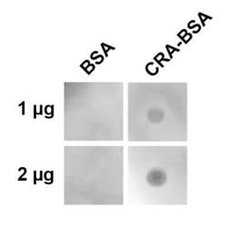 Crotonaldehyde Antibody (2D3.1), Novus Biologicals:Antibodies:Primary Antibodies
