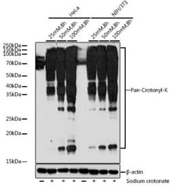 Crotonyl-Lysine Rabbit anti-Human, Mouse, Rat, Polyclonal, Novus Biologicals 20 &mu;g | Buy Online | Novus Biologicals | Fisher Scientific