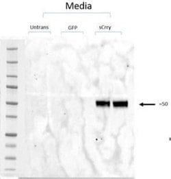 Crry Antibody (8A/E6), Novus Biologicals 50 &mu;g; Unconjugated:Antibodies,