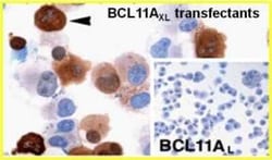 Ctip1 Antibody (BCL11A/123) - BSA Free, Novus Biologicals 0.1 mL | Buy Online | Novus Biologicals | Fisher Scientific