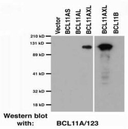 Ctip1 Antibody (BCL11A/123) - BSA Free, Novus Biologicals 0.1 mL | Buy Online | Novus Biologicals | Fisher Scientific