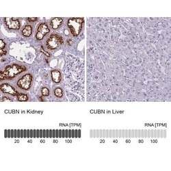 Cubilin Antibody, Novus Biologicals 25ul; Unconjugated:Antibodies, Polyclonal