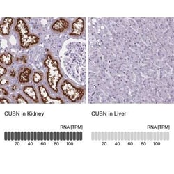 Cubilin Antibody, Novus Biologicals:Antibodies:Primary Antibodies