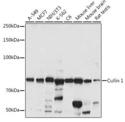 Cullin 1 Rabbit anti-Human, Mouse, Rat, Polyclonal, Novus Biologicals 100