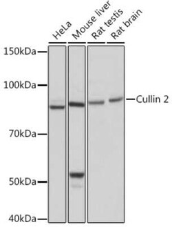 Cullin 2 Rabbit anti-Human, Mouse, Rat, Clone: 4Y7E4, Novus Biologicals:Antibodies:Primary