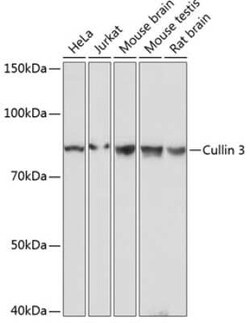 Cullin 3 Rabbit anti-Human, Mouse, Rat, Clone: 7W3E3, Novus Biologicals 20 &mu;g | Buy Online | Novus Biologicals | Fisher Scientific