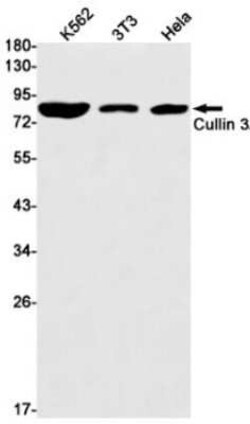 Cullin 3 Rabbit anti-Human, Mouse, Rat, Clone: S09-4D1, Novus Biologicals 100 &mu;g | Buy Online | Novus Biologicals | Fisher Scientific