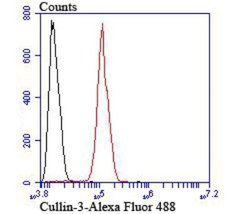 Cullin 3, Rabbit anti-Human,Mouse, Polyclonal, Novus Biologicals 100 uL;