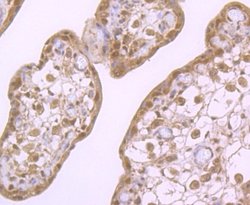 Cullin 3, Rabbit anti-Human,Mouse, Polyclonal, Novus Biologicals 100 uL;